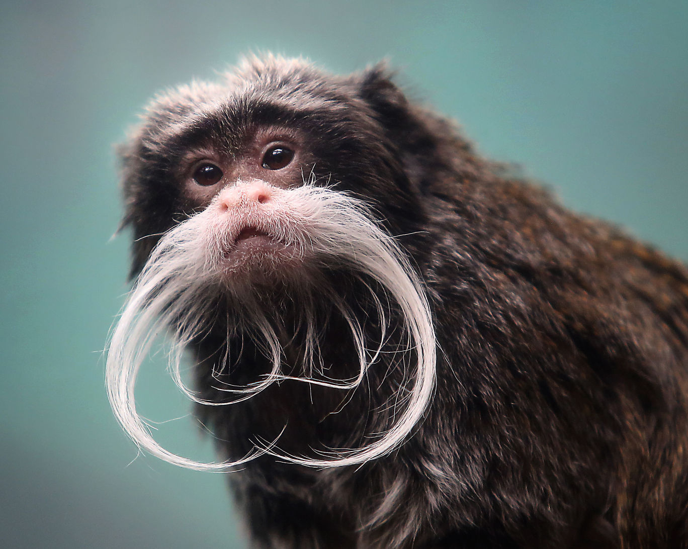 Emperor Tamarin